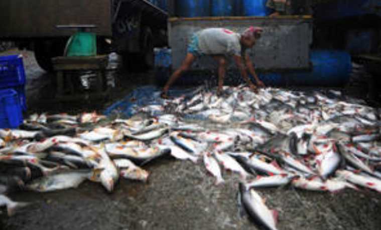 Entra en vigor primer “tratado mundial vinculante” contra pesca ilegal