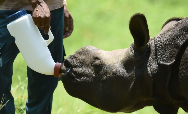 Rinoceronte in this photograph taken on Junio 2, 2016, a rescued male rhino calf is fed a bottle of milk by an Indian animalkeeper at The Centre for Wildlife Rehabilitation and Conservation facility in Kaziranga National Park, some 250kms east of Guwahati. As night falls over the lush plains of India's Kaziranga national park, a small group of lightly armed forest guards sets out on foot to protect the world's largest population of one-horned rhinos. These men with their ageing rifles and small plastic torches are on the front line of the battle against increasingly sophisticated international poaching networks that prey on the rare animals, entering the park under cover of darkness to kill them for their horns. / AFP PHOTO / Biju BORO / To go with 'India-Conservation-Poaching' FEATURE by Claire Cozens