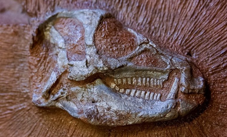 Un pequeño dinosaurio revela su anatomía oculta