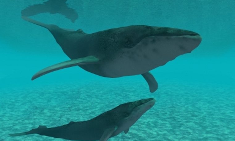 Tiburones, delfines, ballenas… las costas californianas están a pleno