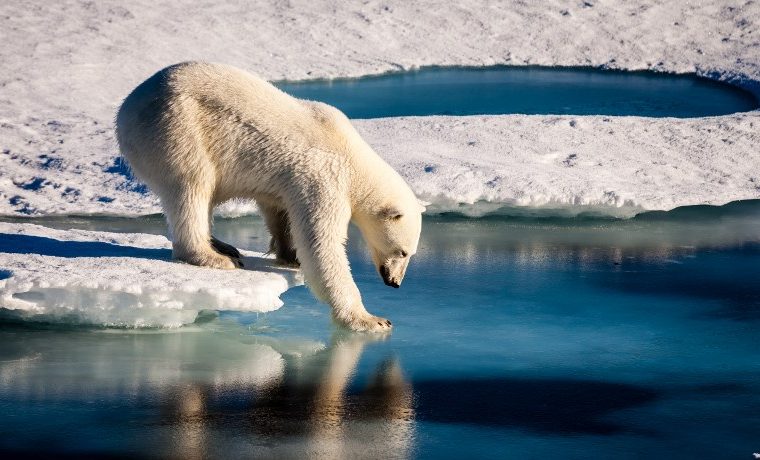 Los osos polares se están quedando sin hielo en el Ártico
