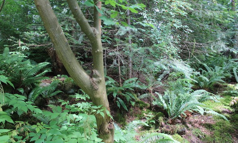 bosques ciencias forestales