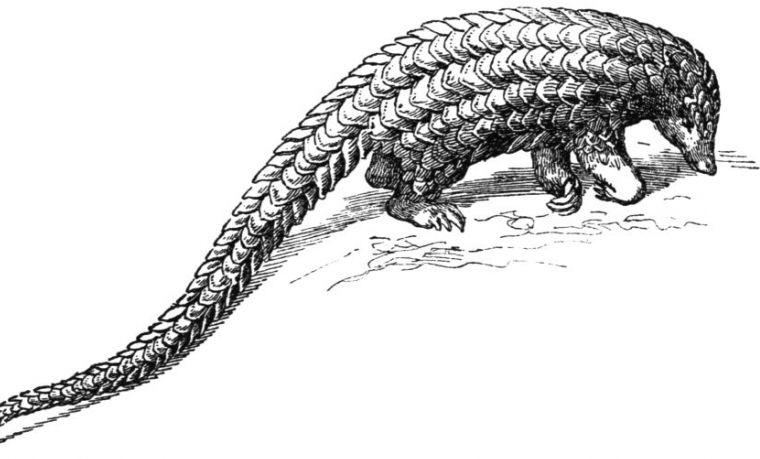 pangolin, elefantes