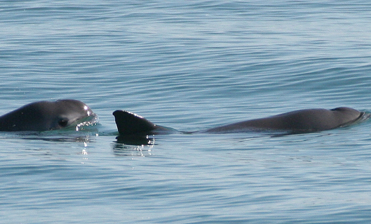 vaquitas marinas