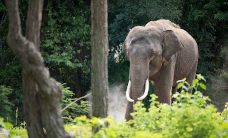 El mundo empieza a tomarse en serio la masacre de elefantes