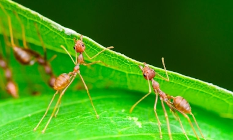 Las hormigas tienen un GPS muy sofisticado que les permite guiarse marcha atrás