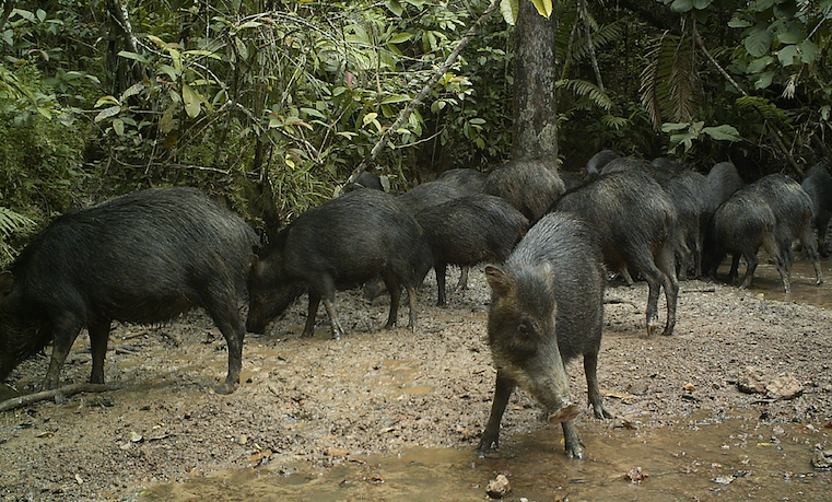 Retos de la paz en la Amazonia: conservar la vida silvestre
