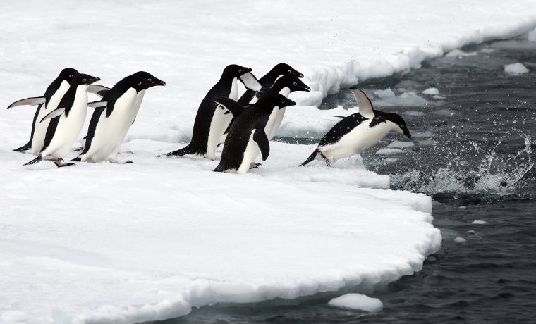 La Antártida reverdece por efecto del cambio climático
