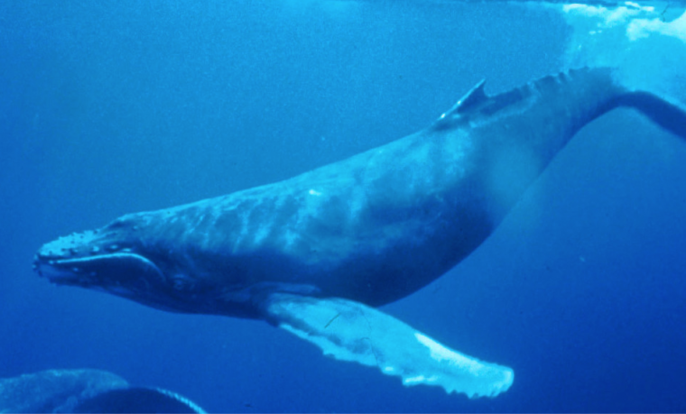 Mortalidad inusual de ballenas jorobadas en la costa atlántica de EEUU