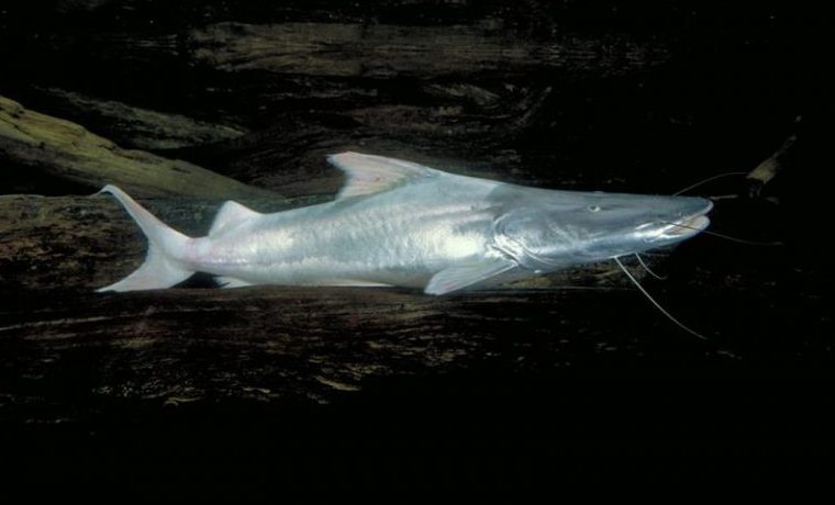 migración peces amazonía