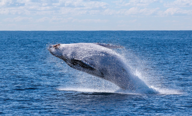 Canadá ordena a los barcos reducir velocidad para proteger a las ballenas