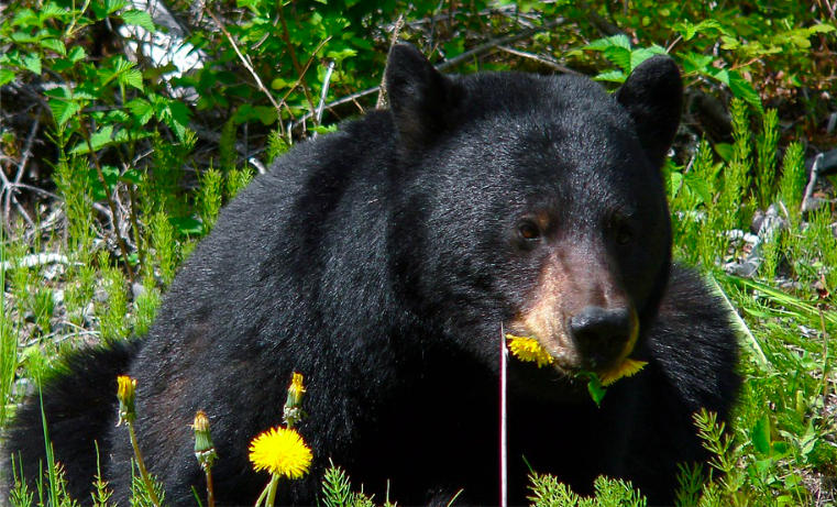 Un oso ‘Chucho’