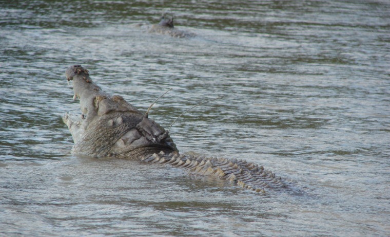 Identifican áreas aptas para salvar al cocodrilo del Orinoco
