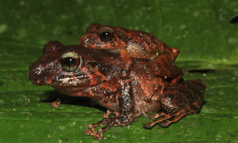 Descubren 47 nuevas especies en la Amazonia colombiana