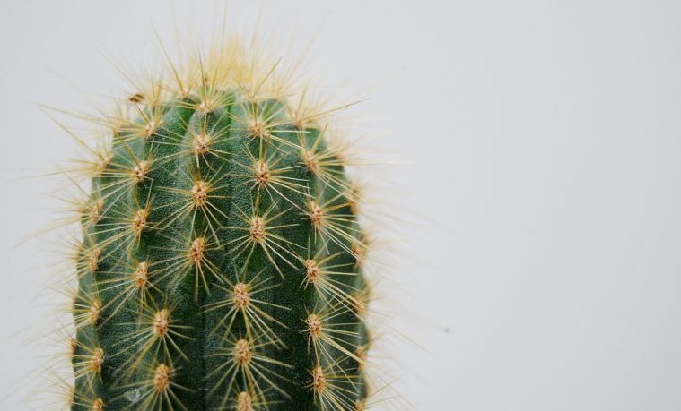 El cactus, el alimento del futuro