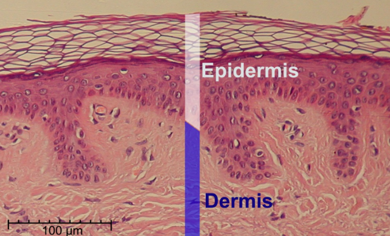 epidermis piel salud