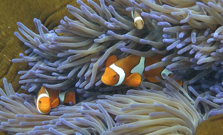 Científicos descubren el “corazón” resistente de la Gran Barrera de Coral