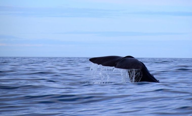 ballenas negras ballena