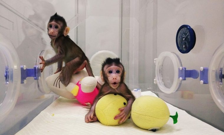 Nacen los primeros monos clonados con la técnica de la oveja Dolly