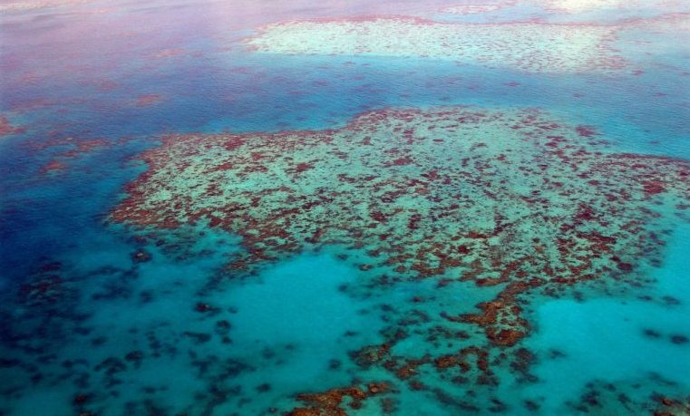 moluscos Australia corales