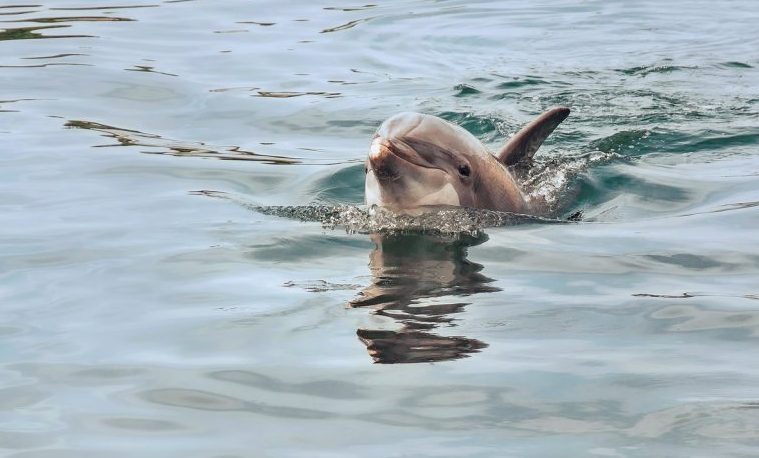 Cada diez años muere la mitad de los delfines del Amazonas