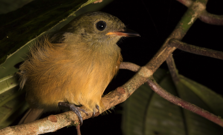 Colombia líder mundial en registro de aves – GBD