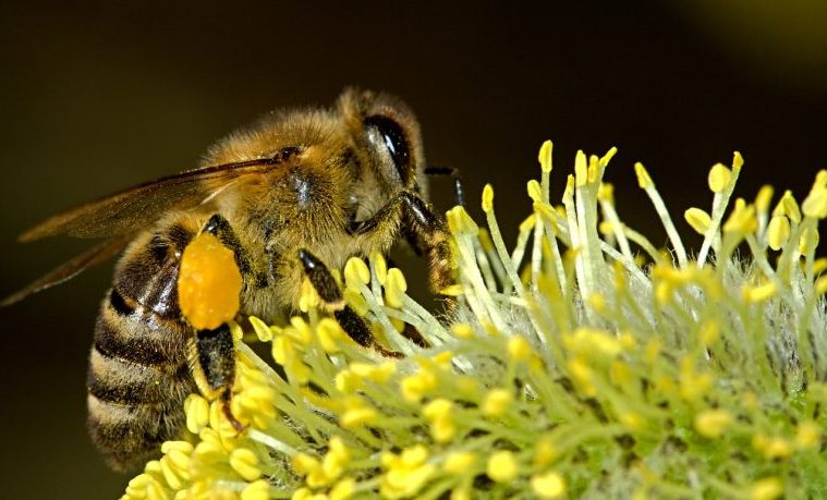 Las abejas ayudan a medir la contaminación del aire en Roma