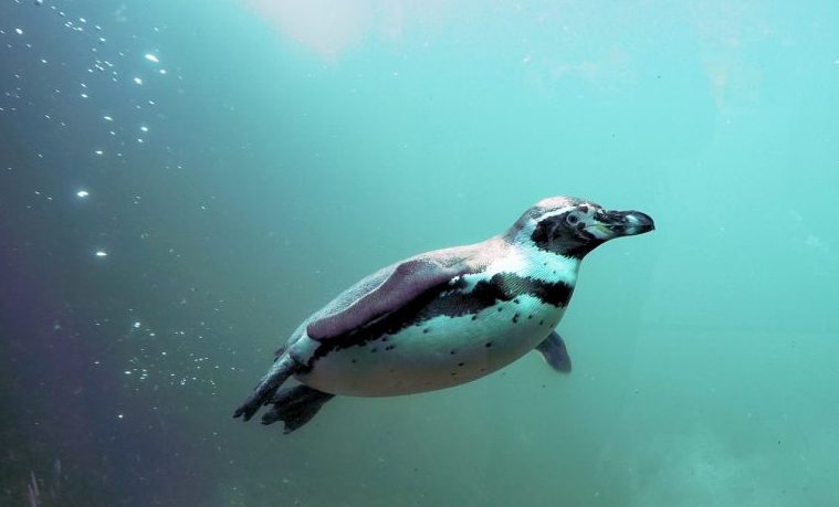 Declive masivo de la mayor colonia de pingüino rey del mundo