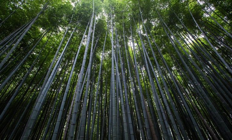 recursos bosques arboles