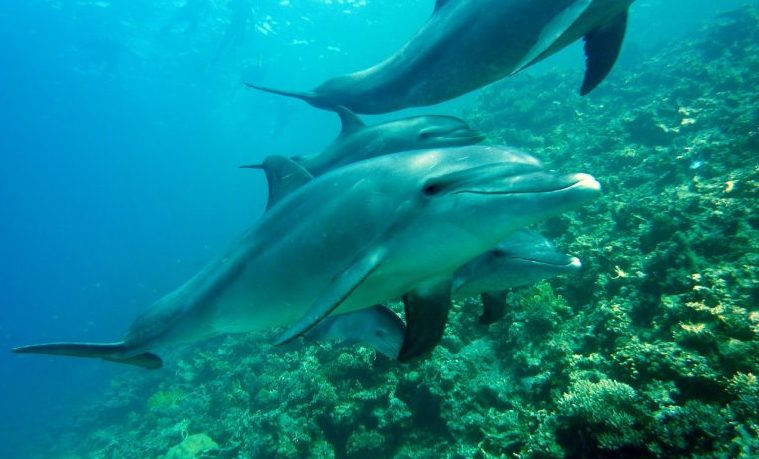 Los drones al servicio de la preservación de los delfines del Amazonas