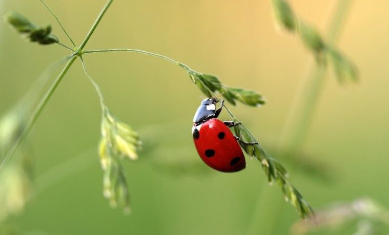 Los insectos hambrientos dañarán más los cultivos por el cambio climático