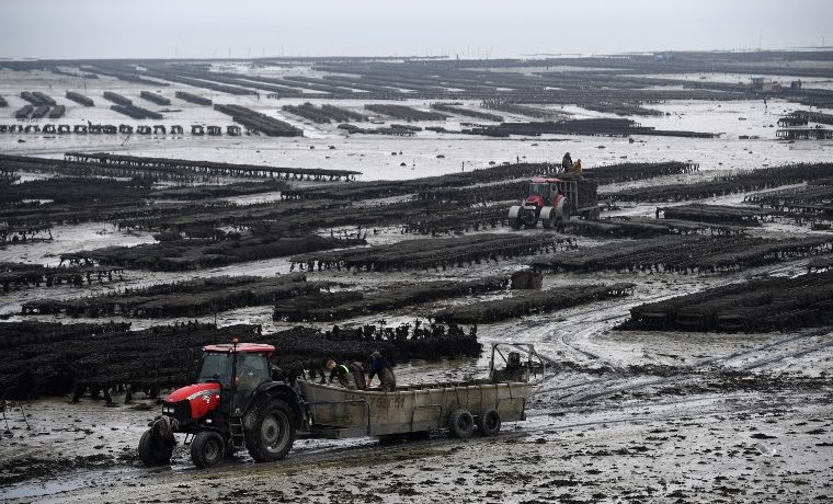 El cambio climático debilita a las ostras