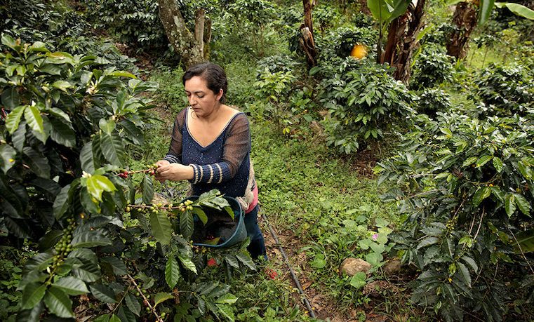 café Colombia ONU Mujeres