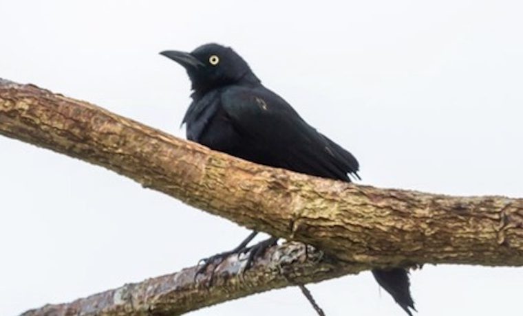 Aves buscaron ecosistemas de mayor altura por causa del cambio climático