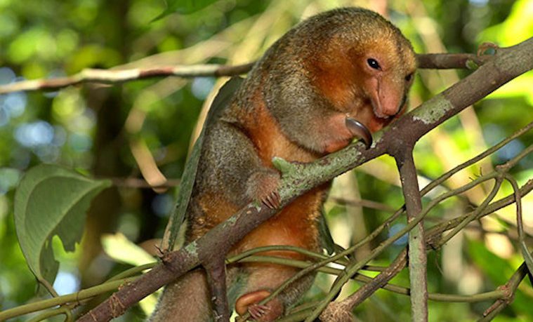 Colombia registra 36 posibles nuevas especies para la ciencia en la región amazónica