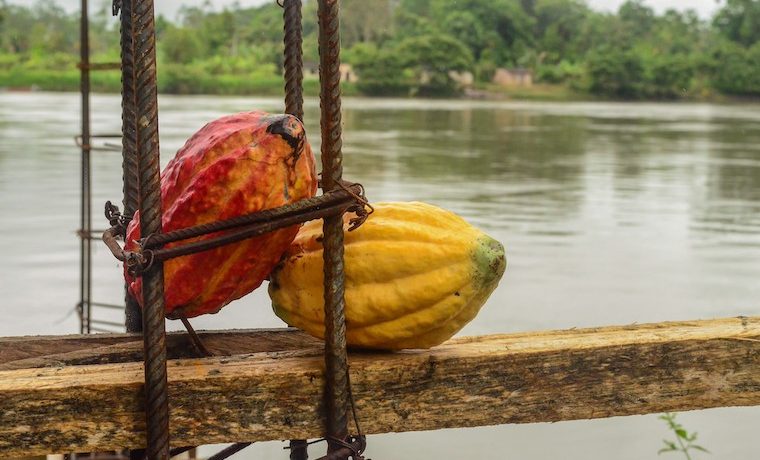 cacao WFP alimentos