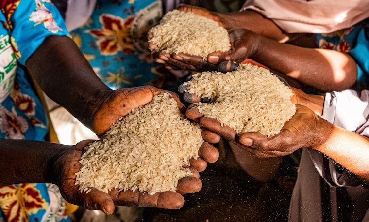 Con El Aumento Del Hambre Y La Persistencia De La Malnutrición El Logro Del Hambre Cero Para 