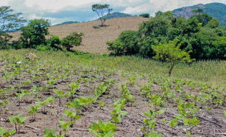 Experiencias para atender los conflictos de la tenencia de la tierra en América Latina