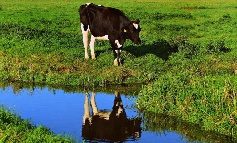ganadería sostenible ganado vacas