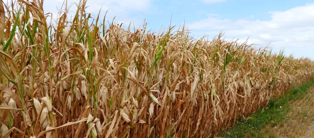 sistemas alimentarios agro Banco Mundial