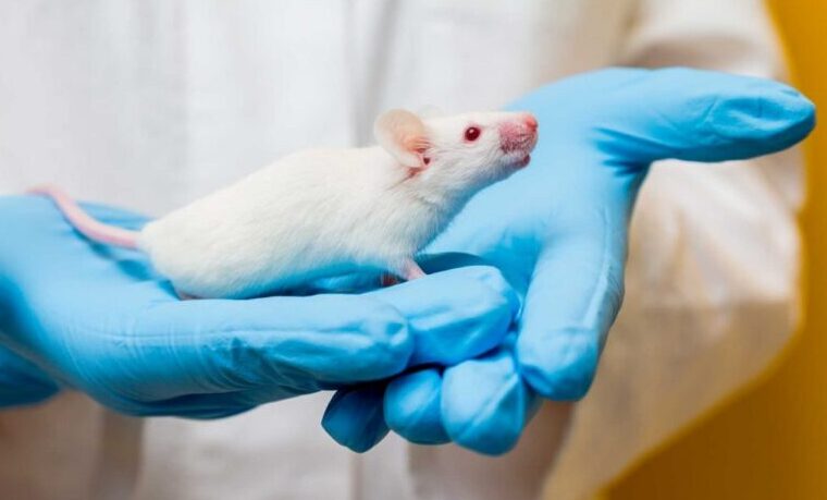 “La investigación con animales es una necesidad que tiene que ser temporal”: Juana Ángel Uribe