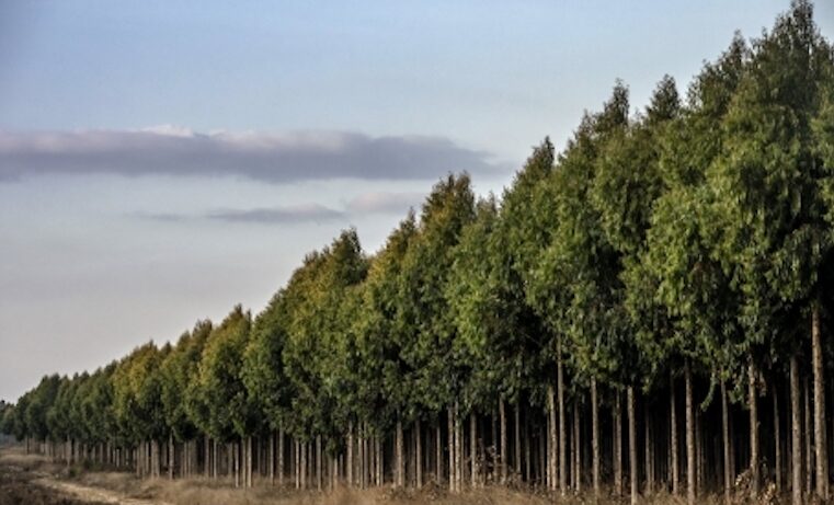 árboles FAO bosque