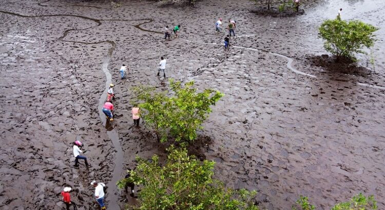 En la costa pacífica de Colombia, guardianas del manglar siembran semillas de cambio