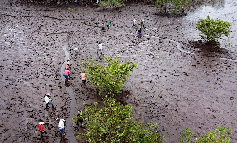 En la costa pacífica de Colombia, guardianas del manglar siembran semillas de cambio